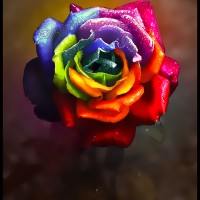 40+ hd wallpaper and artwork of the  rainbow flowers . don't miss using them