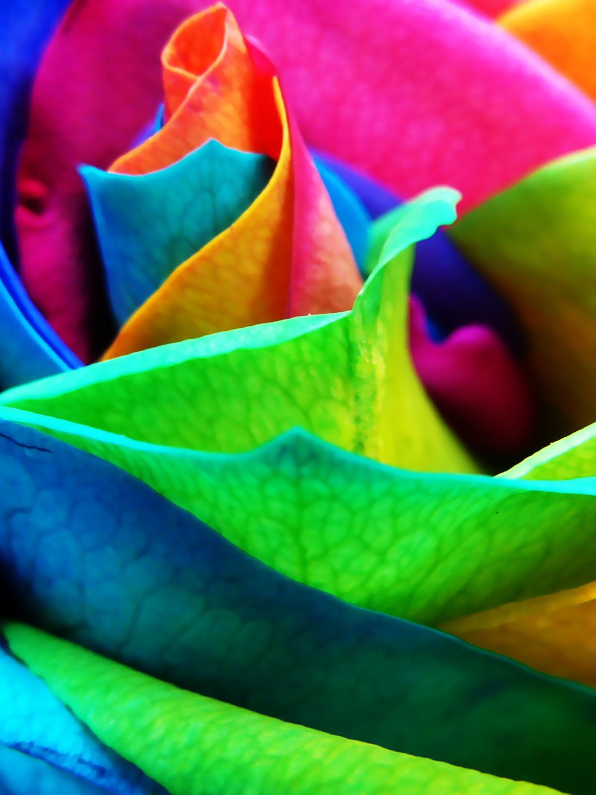 Сделай цвет разноцветным. Разноцветные цветы. Яркие разноцветные цветы. Разноцветные розы. Красивые разноцветные.